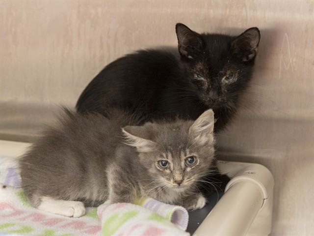 Shelter Stray Male Cat last seen UNIVERSITY/GILBERT RD, 5501 E Van Buren St, Phoenix, AZ 85008, USA