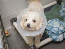 Shelter Stray Male Dog last seen 45TH AVE AND LEWIS, 5501 E Van Buren St, Phoenix, AZ 85008, USA