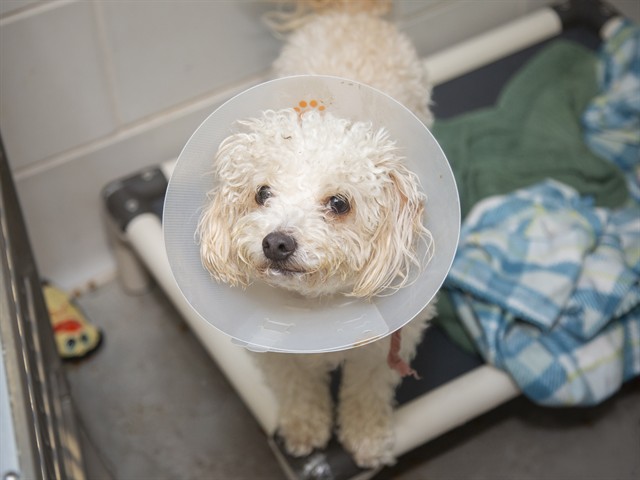 Shelter Removed Male Dog last seen 45TH AVE AND LEWIS, 5501 E Van Buren St, Phoenix, AZ 85008, USA