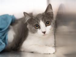 Shelter Stray Female Cat last seen IND SCHOOL AND JACKRABBIT, 5501 E Van Buren St, Phoenix, AZ 85008, USA