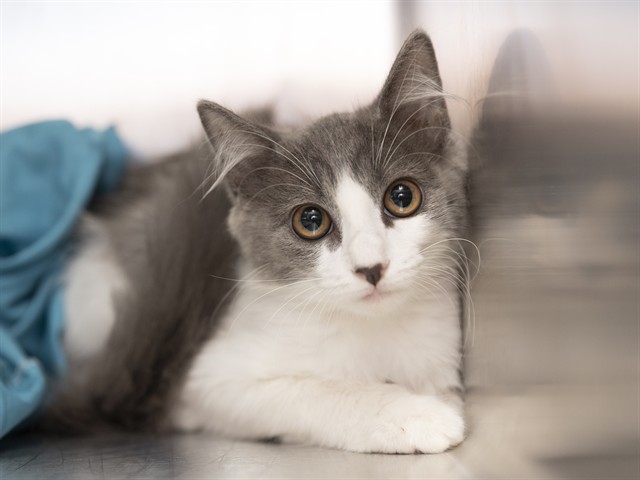 Shelter Stray Female Cat last seen IND SCHOOL AND JACKRABBIT, 5501 E Van Buren St, Phoenix, AZ 85008, USA