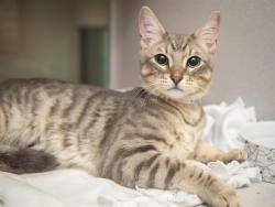 Shelter Stray Male Cat last seen Near BLOCK W SAINT ANNE AVE, 5501 E Van Buren St, Phoenix, AZ 85008, USA