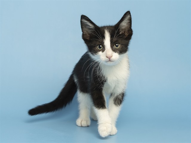 Shelter Stray Male Cat last seen W HAPPY VALLEY RD AND N 107TH AVE, 5501 E Van Buren St, Phoenix, AZ 85008, USA