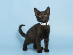 Shelter Stray Female Cat last seen W HAPPY VALLEY RD AND N 107TH AVE, 5501 E Van Buren St, Phoenix, AZ 85008, USA