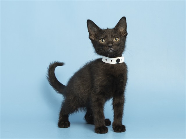 Shelter Stray Female Cat last seen W HAPPY VALLEY RD AND N 107TH AVE, 5501 E Van Buren St, Phoenix, AZ 85008, USA