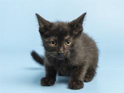 Shelter Stray Male Cat last seen W HAPPY VALLEY RD AND N 107TH AVE, 5501 E Van Buren St, Phoenix, AZ 85008, USA