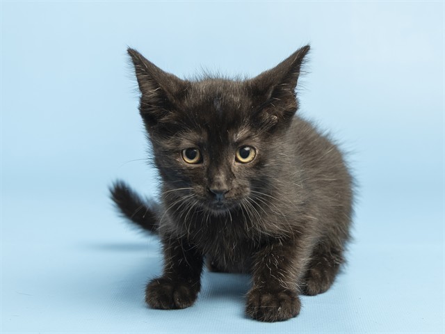 Shelter Stray Male Cat last seen W HAPPY VALLEY RD AND N 107TH AVE, 5501 E Van Buren St, Phoenix, AZ 85008, USA