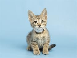 Shelter Stray Male Cat last seen W HAPPY VALLEY RD AND N 107TH AVE, 5501 E Van Buren St, Phoenix, AZ 85008, USA
