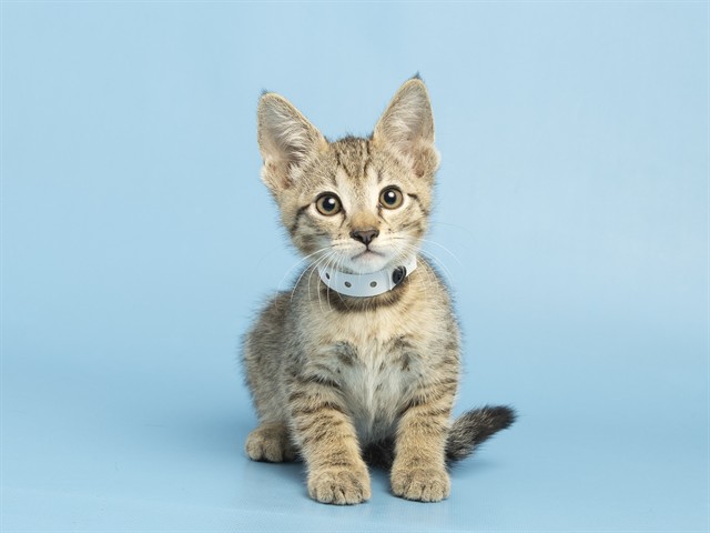 Shelter Stray Male Cat last seen W HAPPY VALLEY RD AND N 107TH AVE, 5501 E Van Buren St, Phoenix, AZ 85008, USA