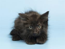 Shelter Stray Male Cat last seen W HAPPY VALLEY RD AND N 107TH AVE, 5501 E Van Buren St, Phoenix, AZ 85008, USA