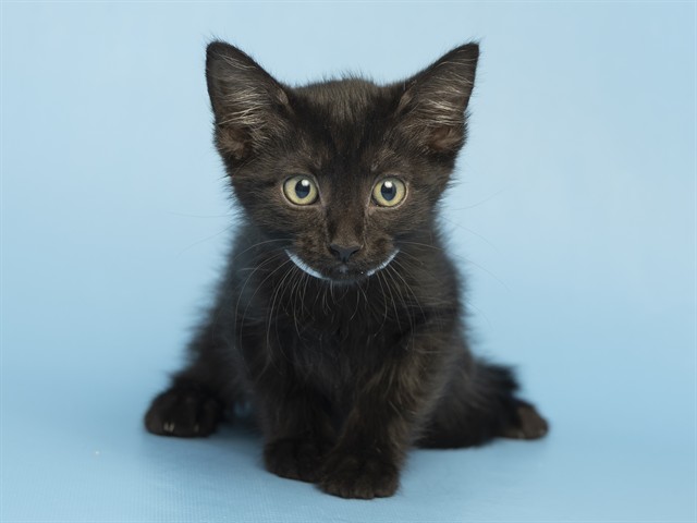 Shelter Stray Female Cat last seen W HAPPY VALLEY RD AND N 107TH AVE, 5501 E Van Buren St, Phoenix, AZ 85008, USA