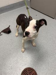 Shelter Stray Female Dog last seen Near, 2600 S Harding St, Indianapolis, IN 46221, USA