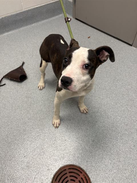 Shelter Stray Female Dog last seen Near, 2600 S Harding St, Indianapolis, IN 46221, USA
