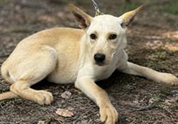 Shelter Stray Male Dog last seen BIG HILL RD, 1601 Airport Rd, Shelby, NC 28150, USA