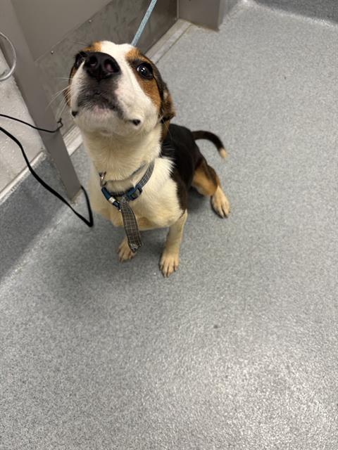 Shelter Stray Female Dog last seen Near, 2600 S Harding St, Indianapolis, IN 46221, USA