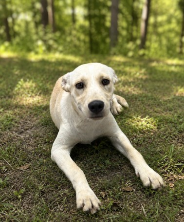 Shelter Stray Female Dog last seen BIG HILL RD, 1601 Airport Rd, Shelby, NC 28150, USA