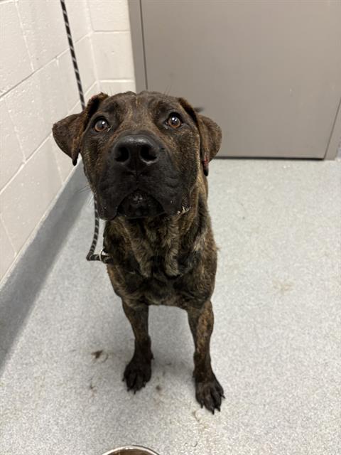 Shelter Stray Male Dog last seen Near, 2600 S Harding St, Indianapolis, IN 46221, USA