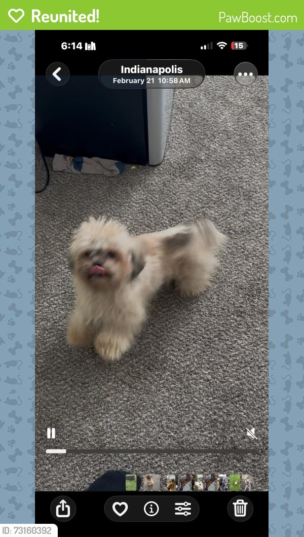 Reunited Male Dog last seen Madison and stop 11, Indianapolis, IN 46237