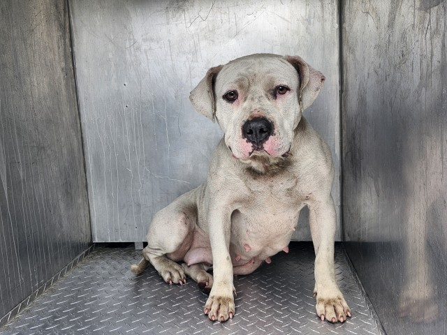 Shelter Stray Female Dog last seen Near BLOCK E BRENTWOOD ST, DETROIT, MI 48234, 7401 Chrysler Dr, Detroit, MI 48211, USA