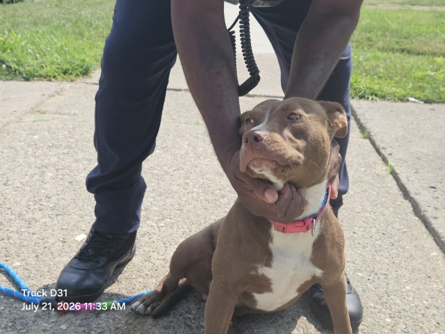 Shelter Stray Female Dog last seen Near BLOCK WESTFIELD ST, DETROIT, MI 48204, 7401 Chrysler Dr, Detroit, MI 48211, USA
