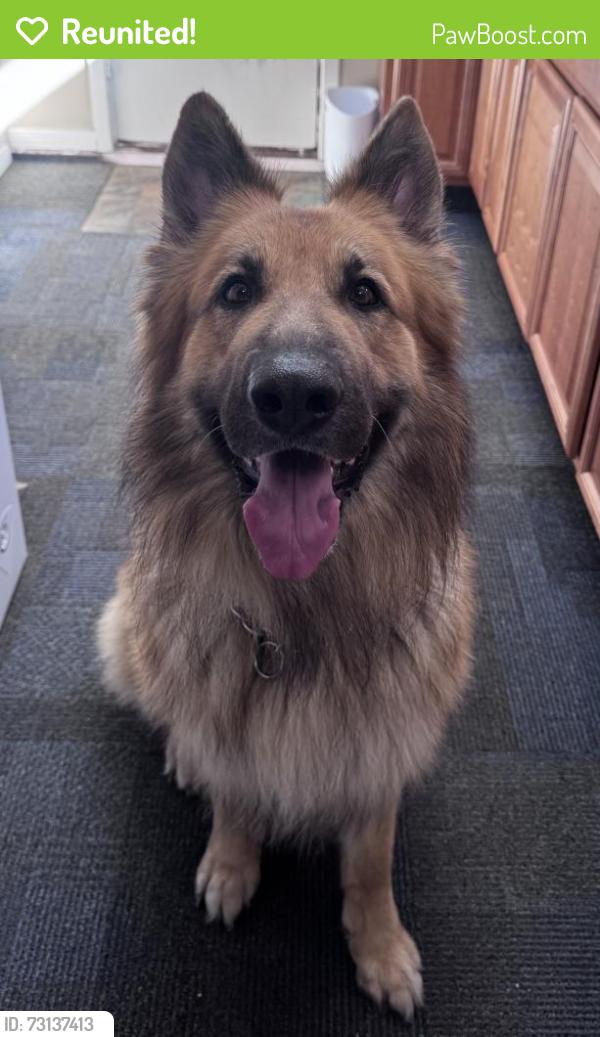 Reunited Male Dog last seen Cinnabar and Highland Ave, La Mesa, CA 91941