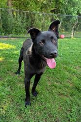 Shelter Stray Male Dog last seen GREEN LEVEL, 221 Stone Quarry Rd, Burlington, NC 27217, USA