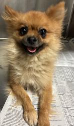 Shelter Stray Male Dog last seen Near CHINA GRADE LOOP, BAKERSFIELD CA 93308, 3951 Fruitvale Ave, Bakersfield, CA 93308, USA