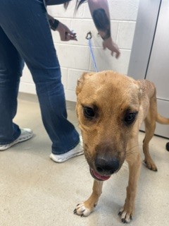 Shelter Stray Male Dog last seen GRAHAM, 221 Stone Quarry Rd, Burlington, NC 27217, USA