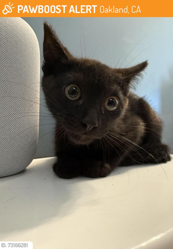 Found/Stray Unknown Cat last seen Ascot Court Oakland CA, Oakland, CA 94611