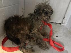 Shelter Stray Female Dog last seen WINKLEY WAY & VOLLAN WAY, 2127 Front St, Sacramento, CA 95818, USA