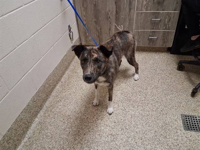 Shelter Stray Female Dog last seen Near BLOCK CHAMBERLIN PL, COLORADO SPRINGS, CO 80906, 610 Abbot Ln, Colorado Springs, CO 80905, USA