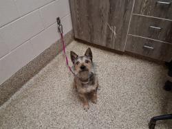 Shelter Stray Male Dog last seen Near BLOCK LACY LN, COLORADO SPRINGS CO 80916, 610 Abbot Ln, Colorado Springs, CO 80905, USA