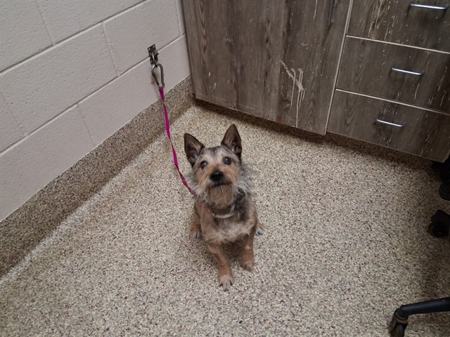 Shelter Stray Male Dog last seen Near BLOCK LACY LN, COLORADO SPRINGS CO 80916, 610 Abbot Ln, Colorado Springs, CO 80905, USA