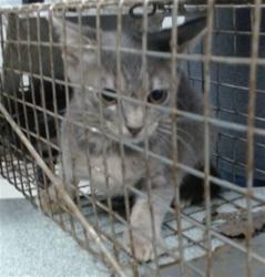 Shelter Stray Unknown Cat last seen Near BLOCK KETCH ST OKC, 2811 SE 29th St, Oklahoma City, OK 73129, USA