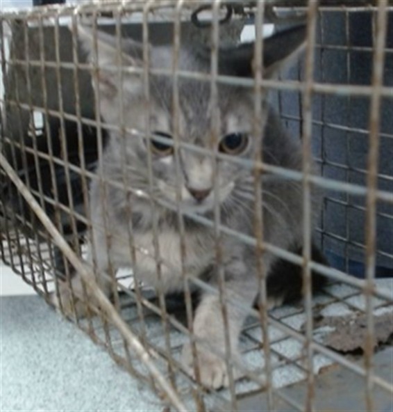 Shelter Stray Unknown Cat last seen Near BLOCK KETCH ST OKC, 2811 SE 29th St, Oklahoma City, OK 73129, USA