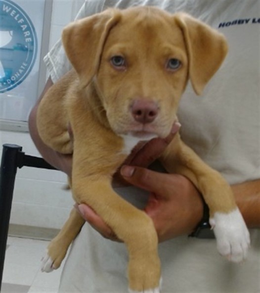 Shelter Stray Male Dog last seen Near BLOCK NW 10TH ST FOUND OUTSIDE THE COLLECTIVE, 2811 SE 29th St, Oklahoma City, OK 73129, USA