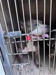 Shelter Stray Female Dog last seen SW 22ND ST/S HUDSON AVE, 2811 SE 29th St, Oklahoma City, OK 73129, USA