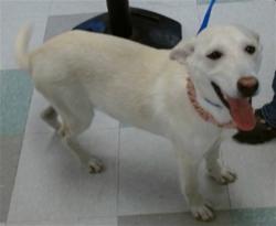 Shelter Stray Unknown Dog last seen Near BLOCK OF SE 19, 2811 SE 29th St, Oklahoma City, OK 73129, USA