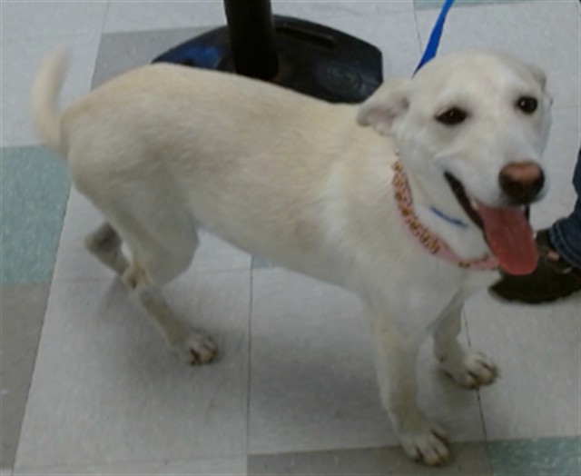 Shelter Stray Female Dog last seen Near BLOCK OF SE 19, 2811 SE 29th St, Oklahoma City, OK 73129, USA