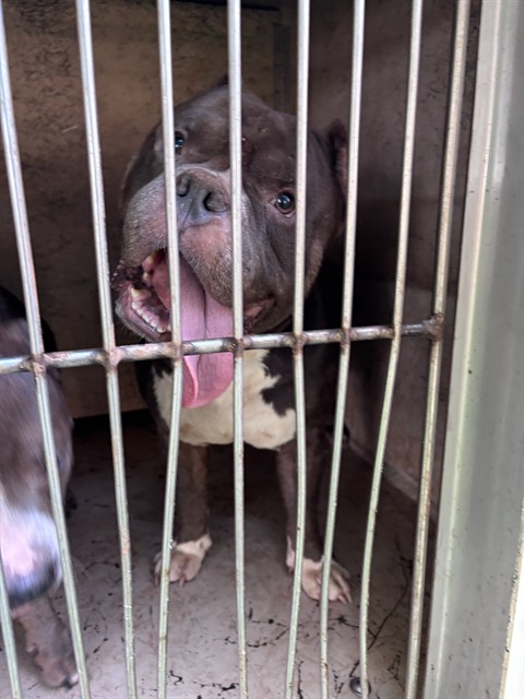 Shelter Stray Male Dog last seen SW 22ND ST/S HUDSON AVE, 2811 SE 29th St, Oklahoma City, OK 73129, USA