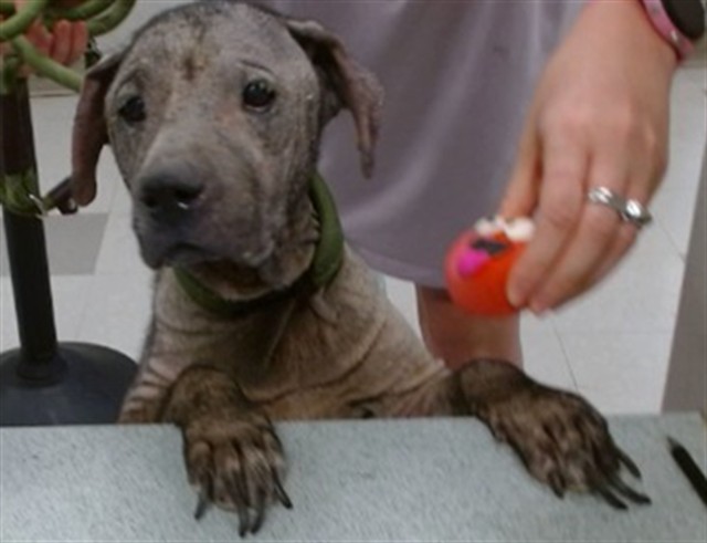 Shelter Stray Female Dog last seen ABANDONED AT 1200 NW 99TH ST, 2811 SE 29th St, Oklahoma City, OK 73129, USA
