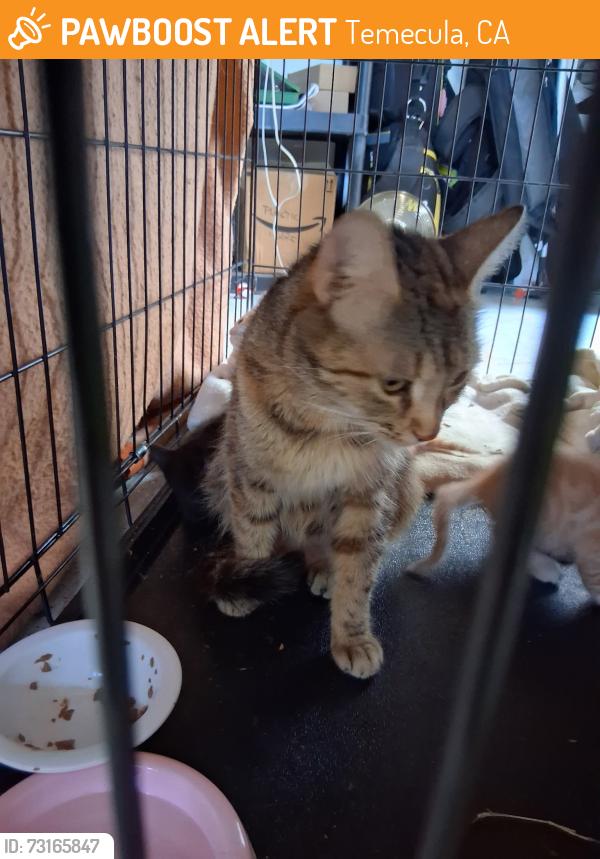 Found/Stray Female Cat last seen Redhawk Golf Course, Temecula, CA 92592