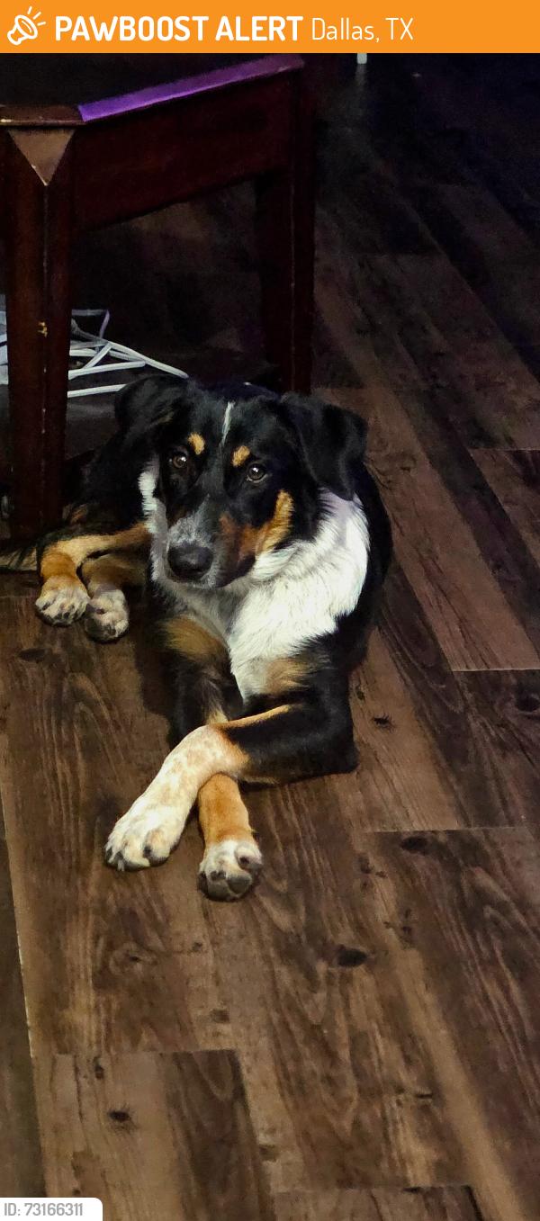 Found/Stray Female Dog last seen I20 and Dowdy Ferry, Dallas, TX 75217