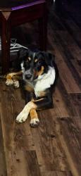 Found/Stray Female Dog last seen I20 and Dowdy Ferry, Dallas, TX 75217
