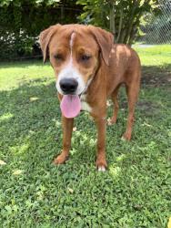Found/Stray Male Dog last seen Crown Mill Garden, Dalton, GA 30720