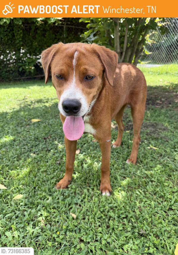 Found/Stray Male Dog last seen Crown Mill Garden, Dalton, GA 30720