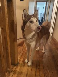 Lost Female Dog last seen Hillside terrace, Pomona, Wesley Hills, NY 10901