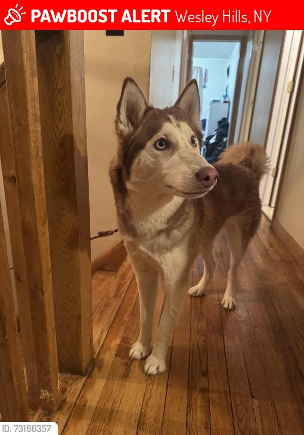 Lost Female Dog last seen Hillside terrace, Pomona, Wesley Hills, NY 10901