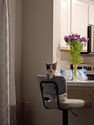 Lost Female Cat last seen Strubble, Season dr, pottinger rd, Cincinnati, OH 45251