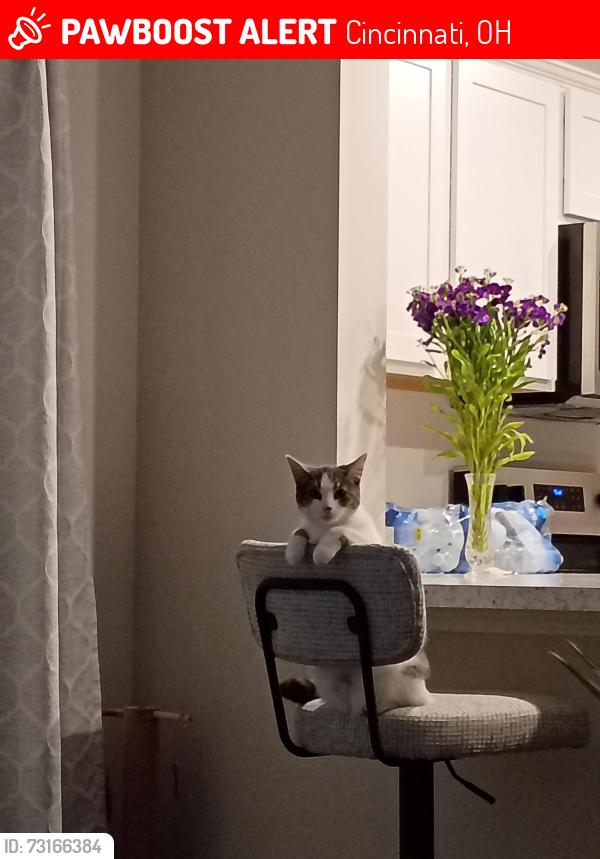 Lost Female Cat last seen Strubble, Season dr, pottinger rd, Cincinnati, OH 45251
